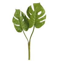 Monstera